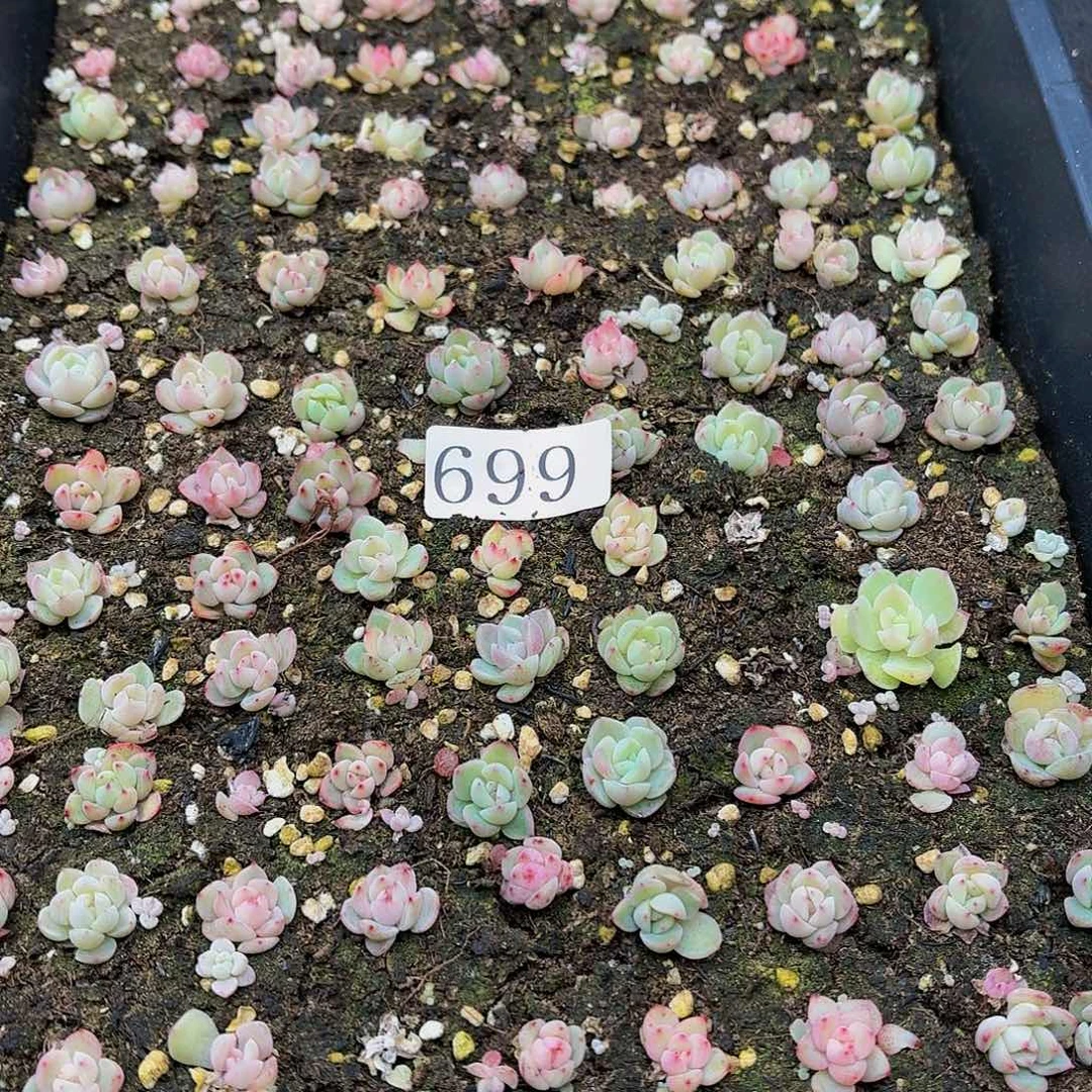 多肉植物多肉植物699