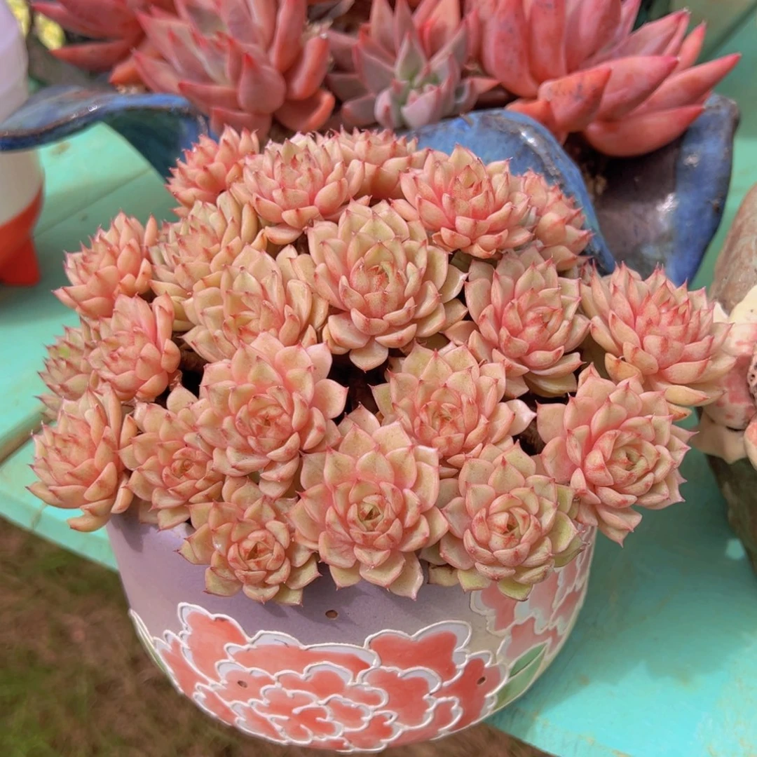 宁***）一物一拍多肉植物