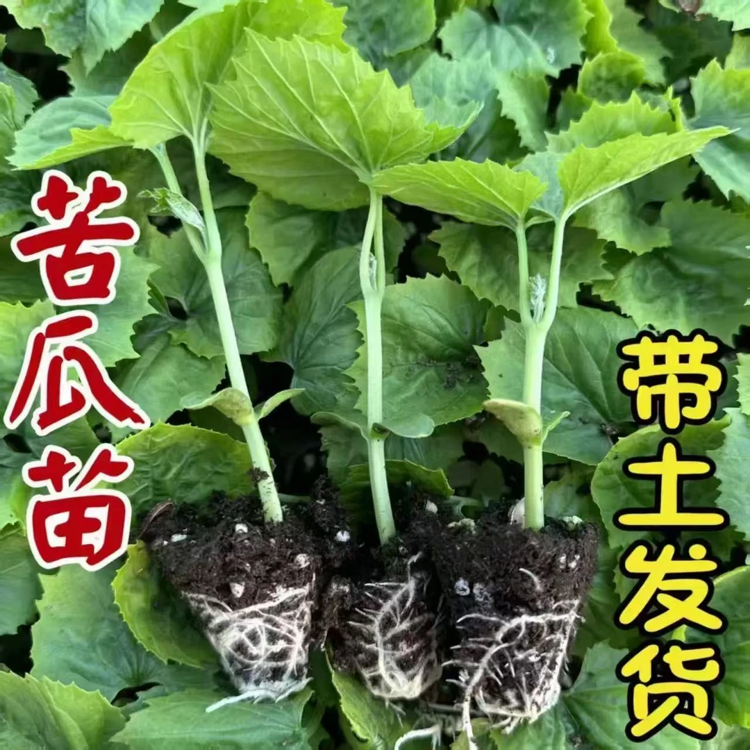 优质穴盘苦瓜苗绿箭苦瓜长白苦瓜苹果苦瓜秧苗号养易活