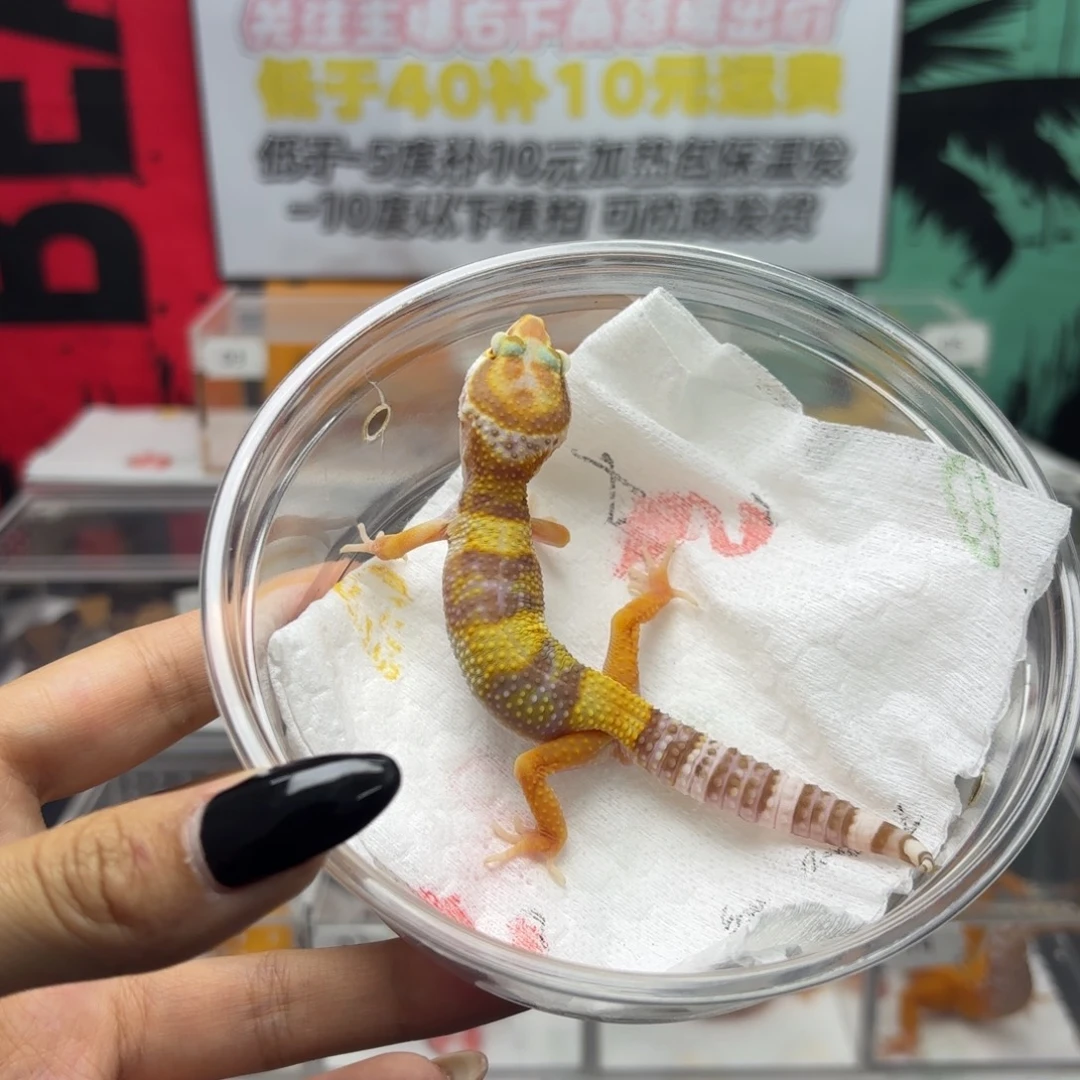 豹纹守宫白黄川普暴龙 母温 V090