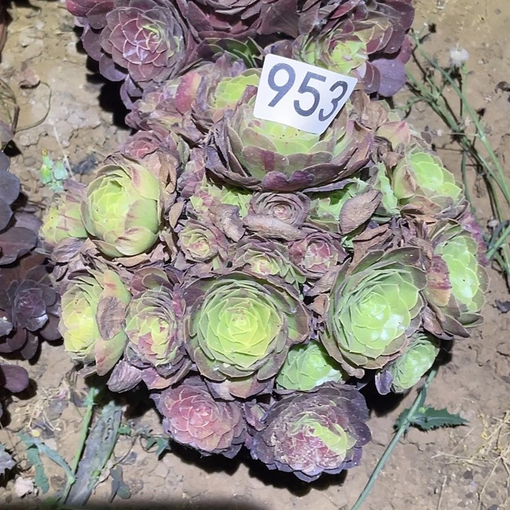 多肉植物法师953花月夜