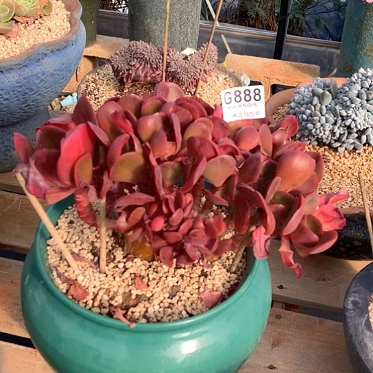 大唐玫瑰缀化888 全场亏本处理默认微瑕7-8天发货