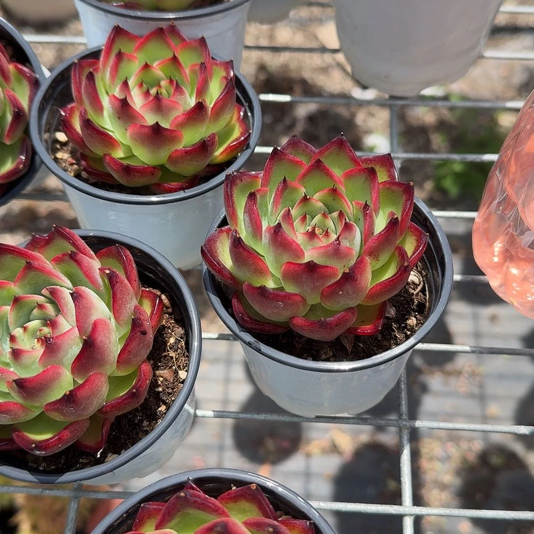 篝火多肉植物精品