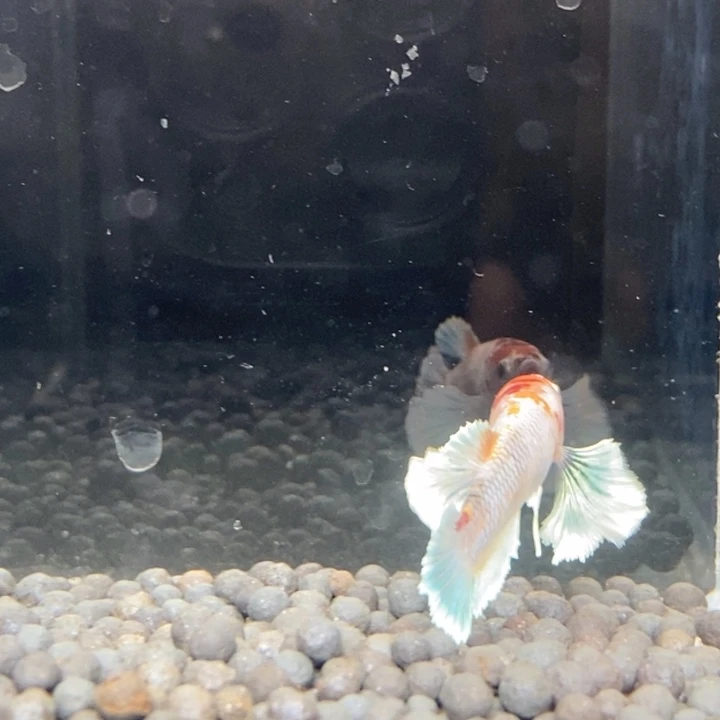 斗鱼泰国斗鱼168号