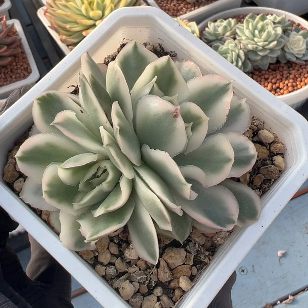 紫蝴蝶锦，覆轮锦双头