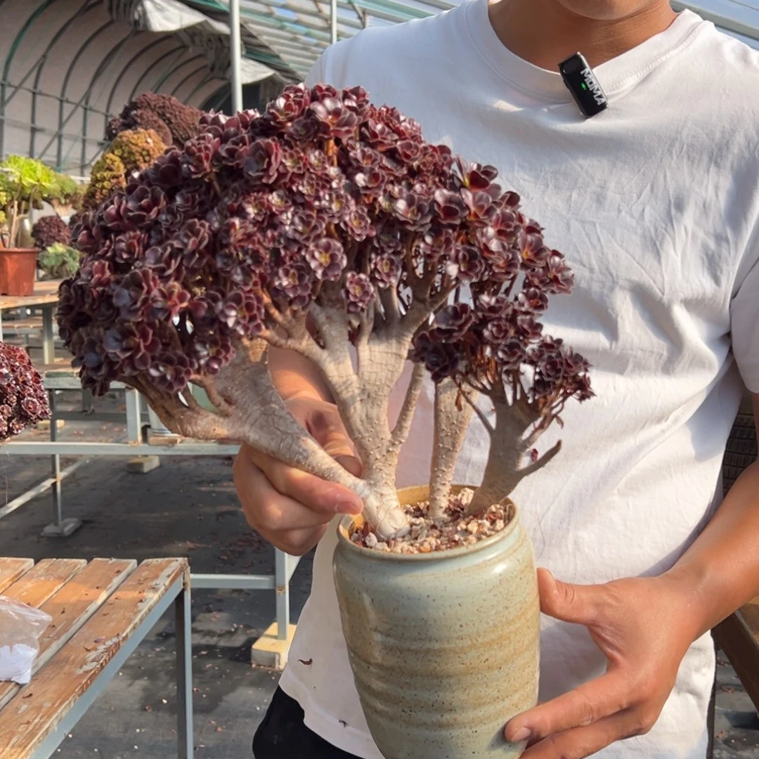 欧紫朵朵缀不带盆土