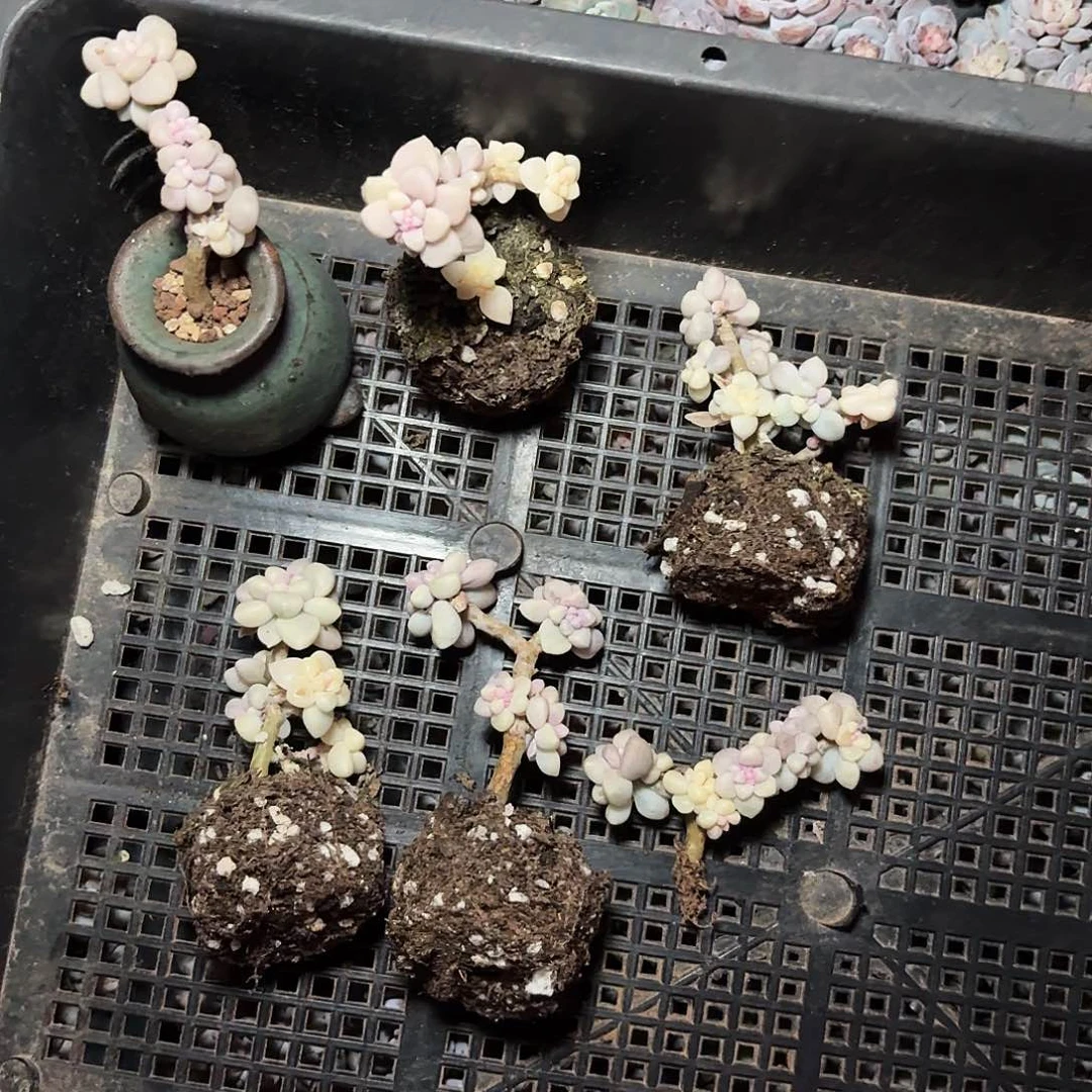 逆*逆逆逆专拍6颗老桩