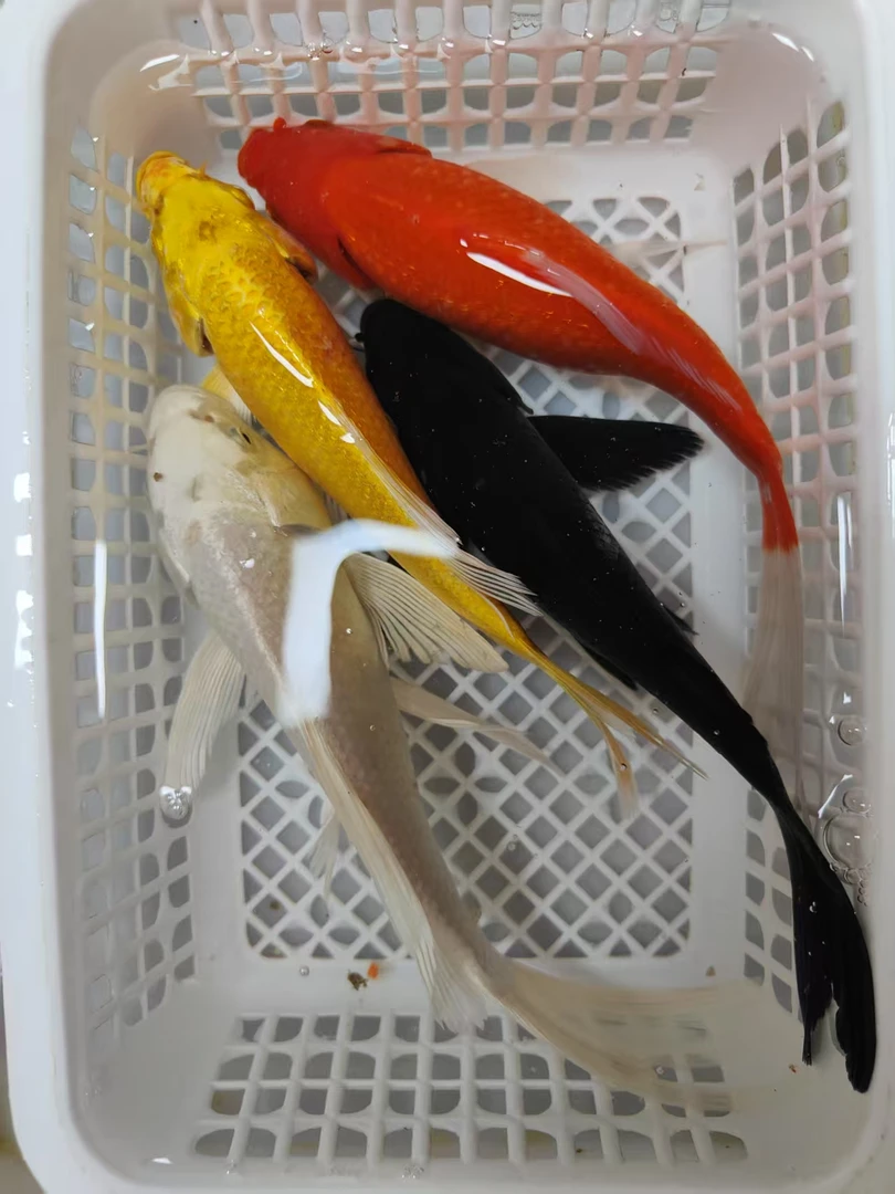 【15-18cm】红草1黄金1黑1白金1共四条锦鲤金鱼冷水观赏鱼风水鱼
