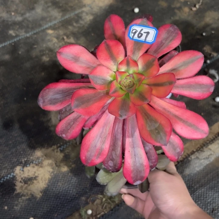 嫁接巫毒黄锦967