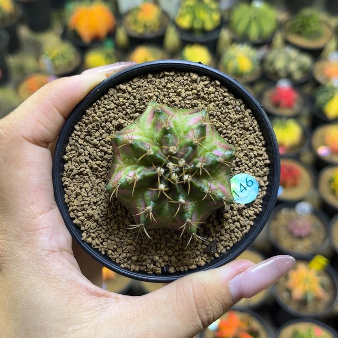 146 乔治绿海神 实生 福利