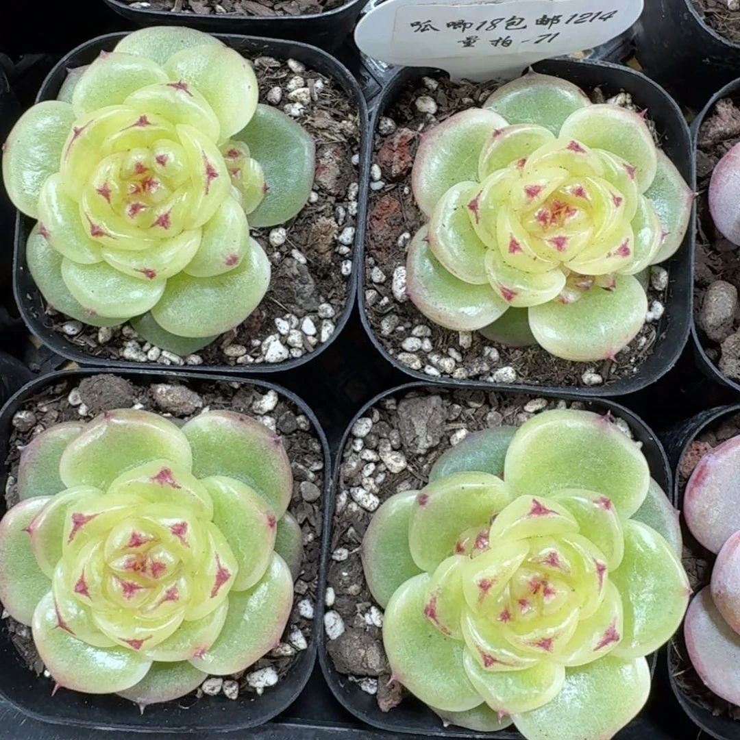 1214-071-宝拉珍妮一颗量拍