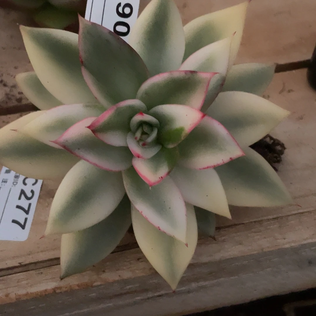 感***(若如东云单拍C490