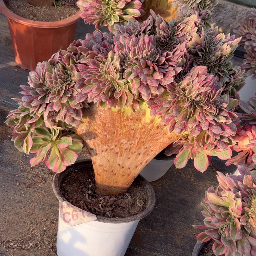 612多肉植物粉女郎缀化