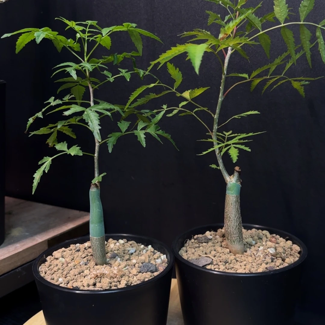 芳香裂榄带盆土。