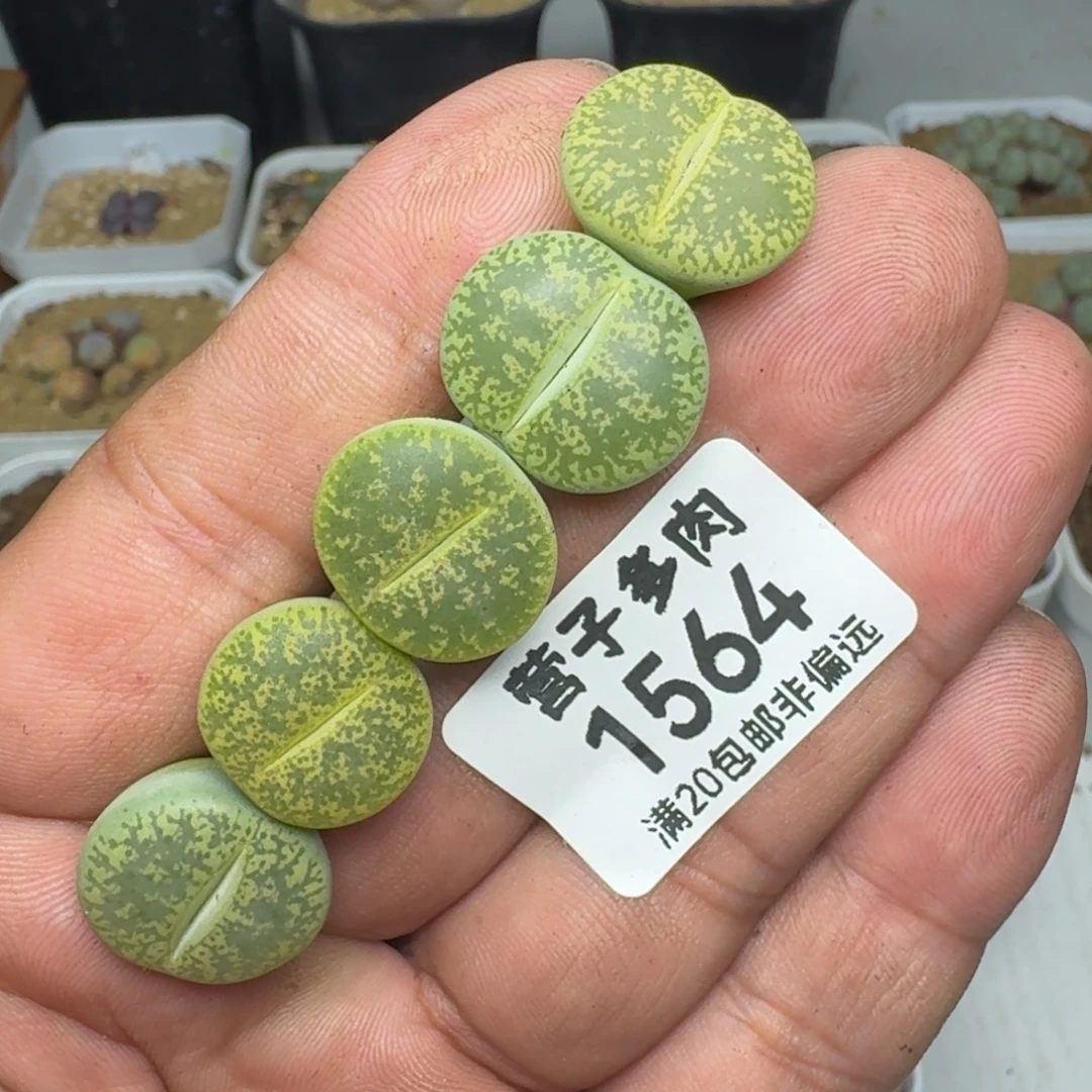 绿紫薰。