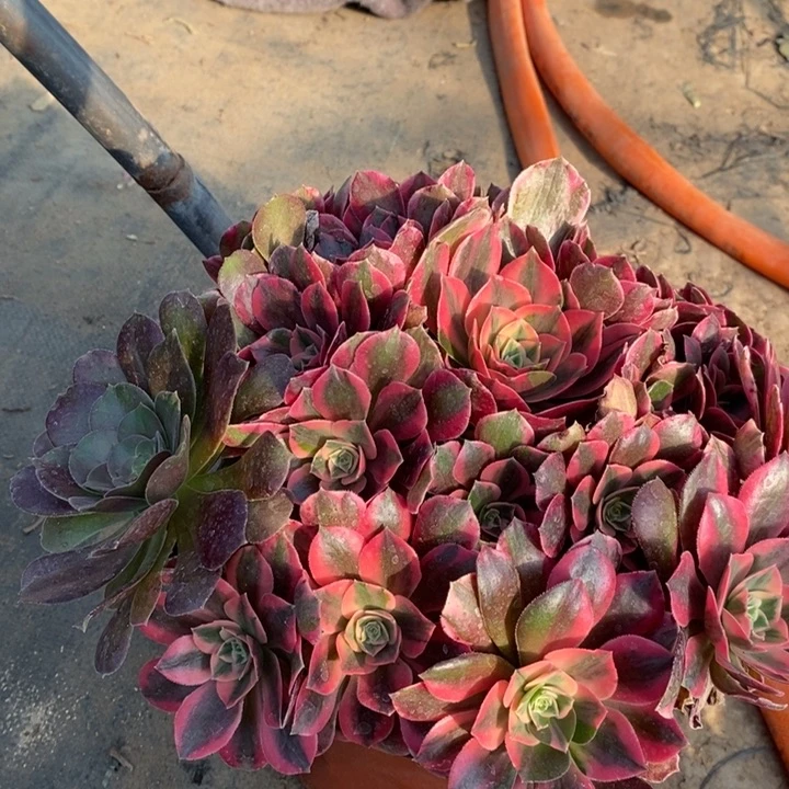 粉女妖多肉植物9。