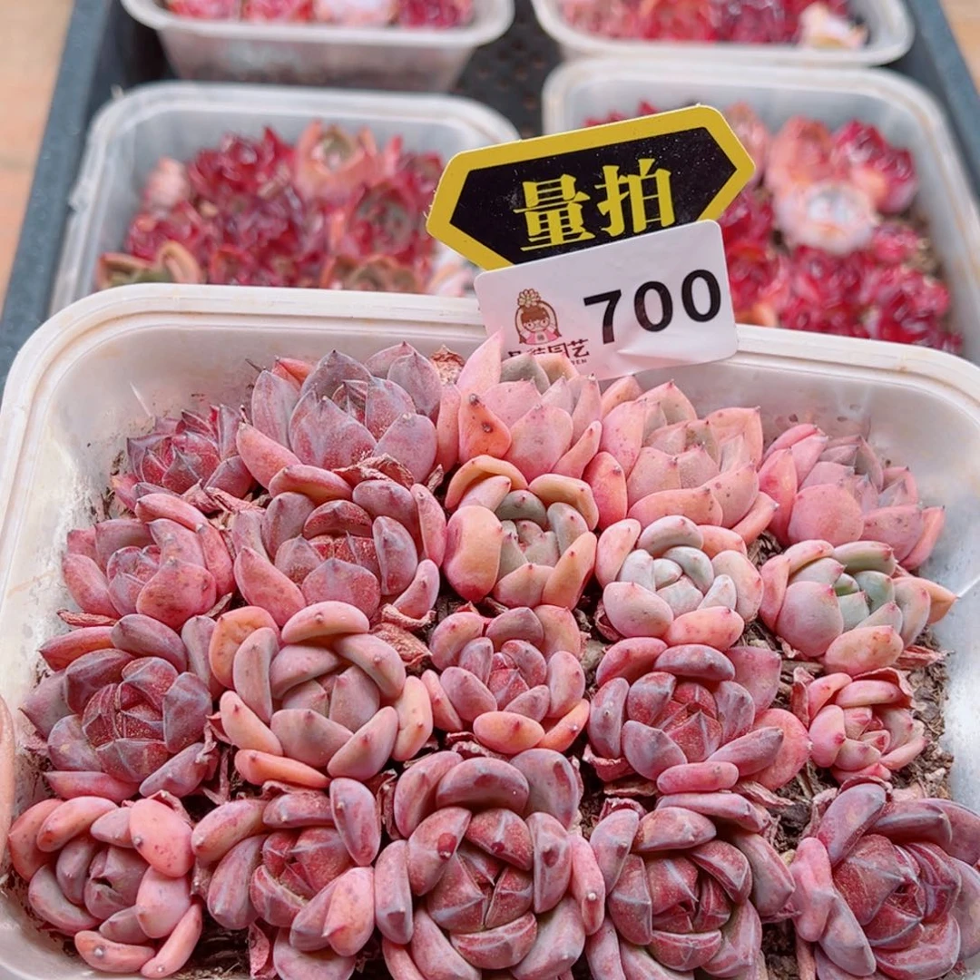 当前无花朵，栽培后可花朵