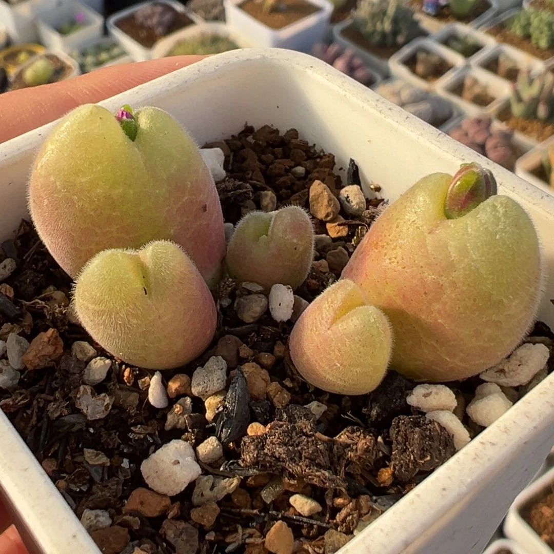 785多肉植物种类多样
