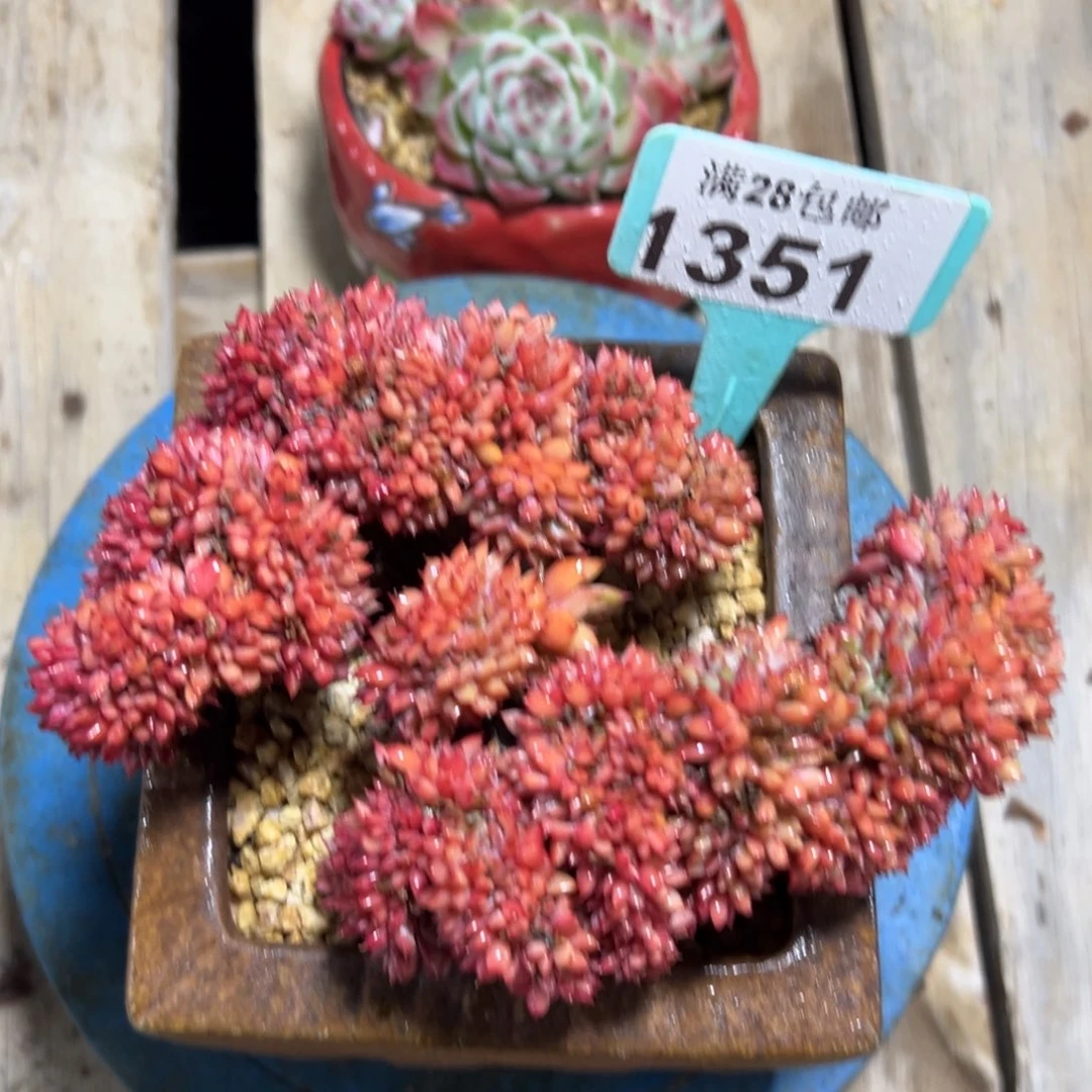 1351拿铁缀，冠服16