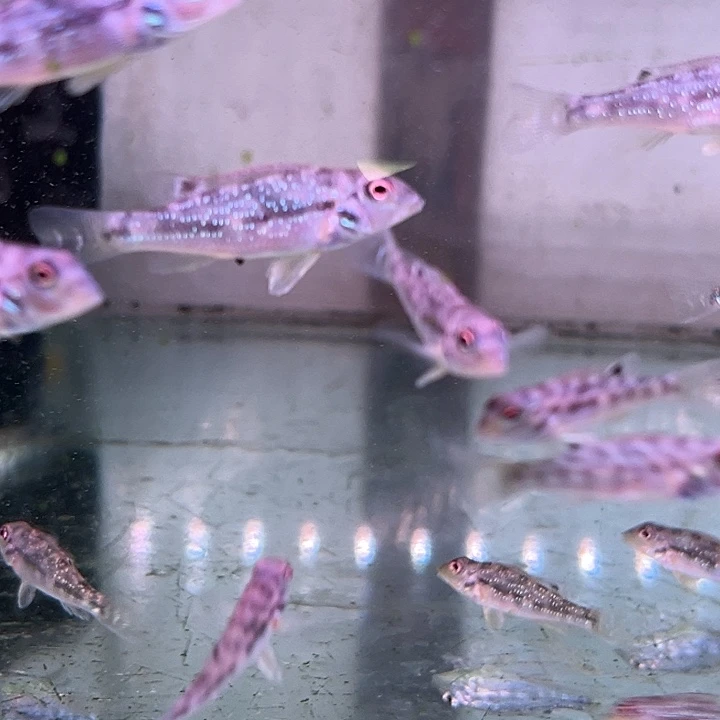 生***甜慈鲷鱼4+蓝唇，阿帕黄纹，3-4咕噜比。