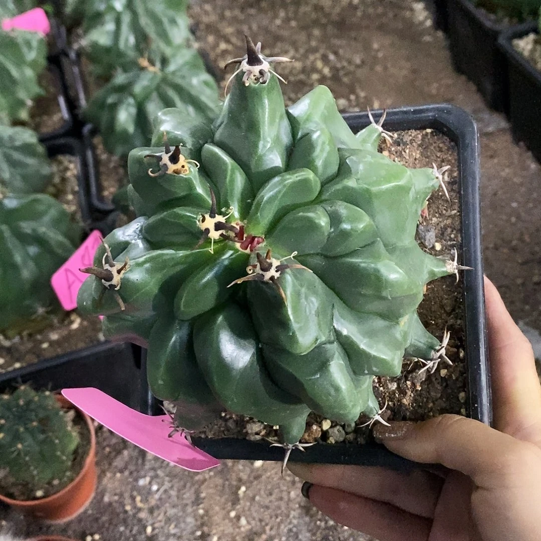 花花草草花花草草