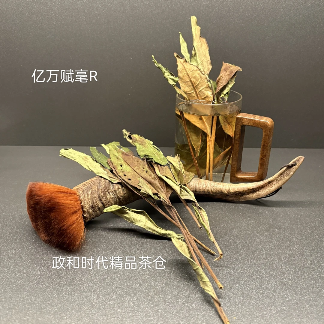【政和时代】2024年炭焙荒野老枞.精选华茶三号树种.品牌直营250克