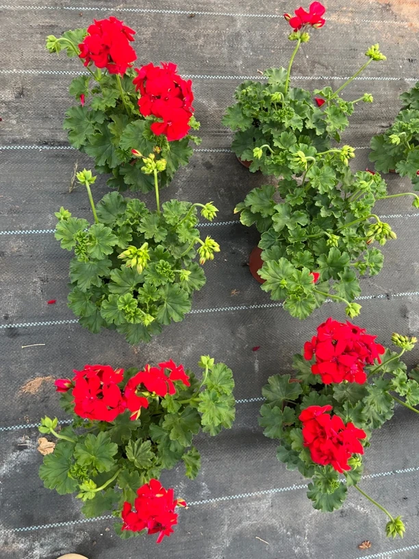 言植花卉 国旗红半直半垂天竺葵  四季开花 爆花不断 阳台王者