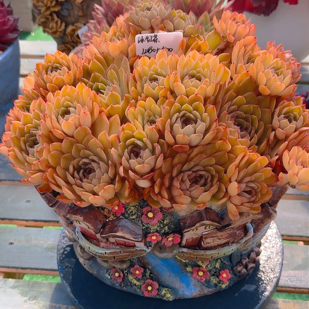 约*冰红茶精品多肉老桩