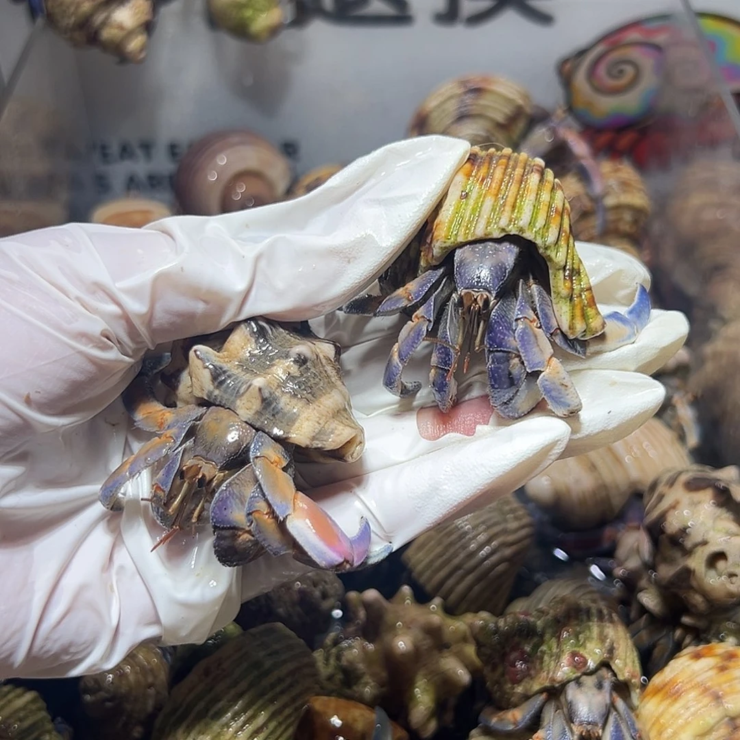 马***灵马桶精灵专拍两只