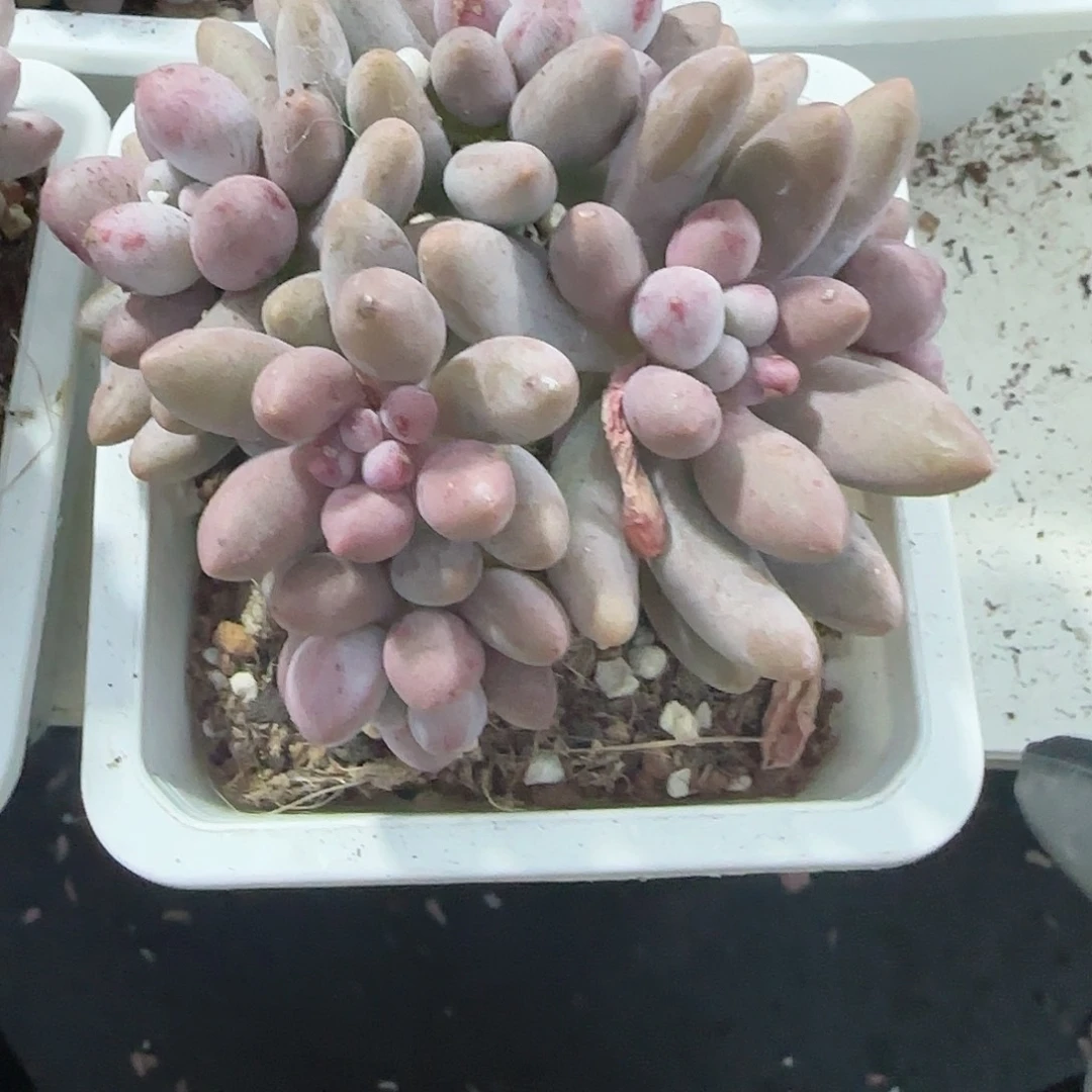 青蛙王子儿童牙膏套装11