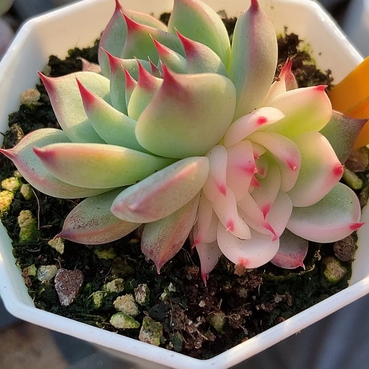 多肉植物吉娃娃锦2104多肉