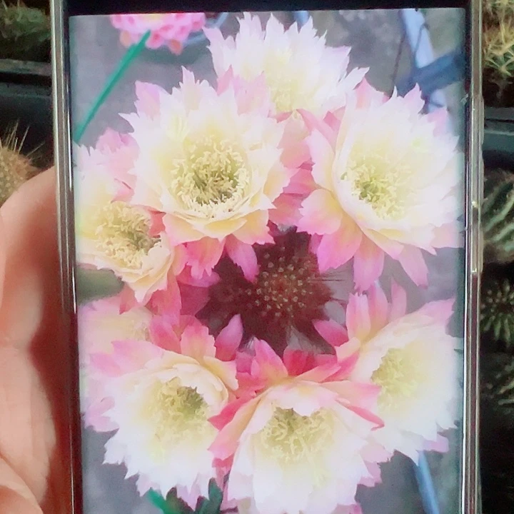 毛花柱TS126侧芽拍一发二