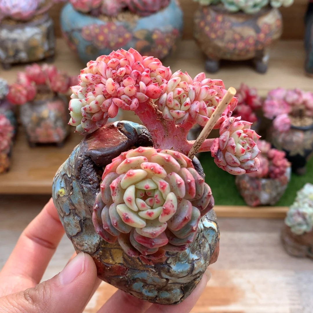 旋***马白胖子一物一拍