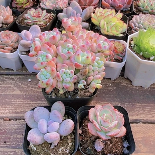 罗绮   桃美人   克罗地亚   冰玉