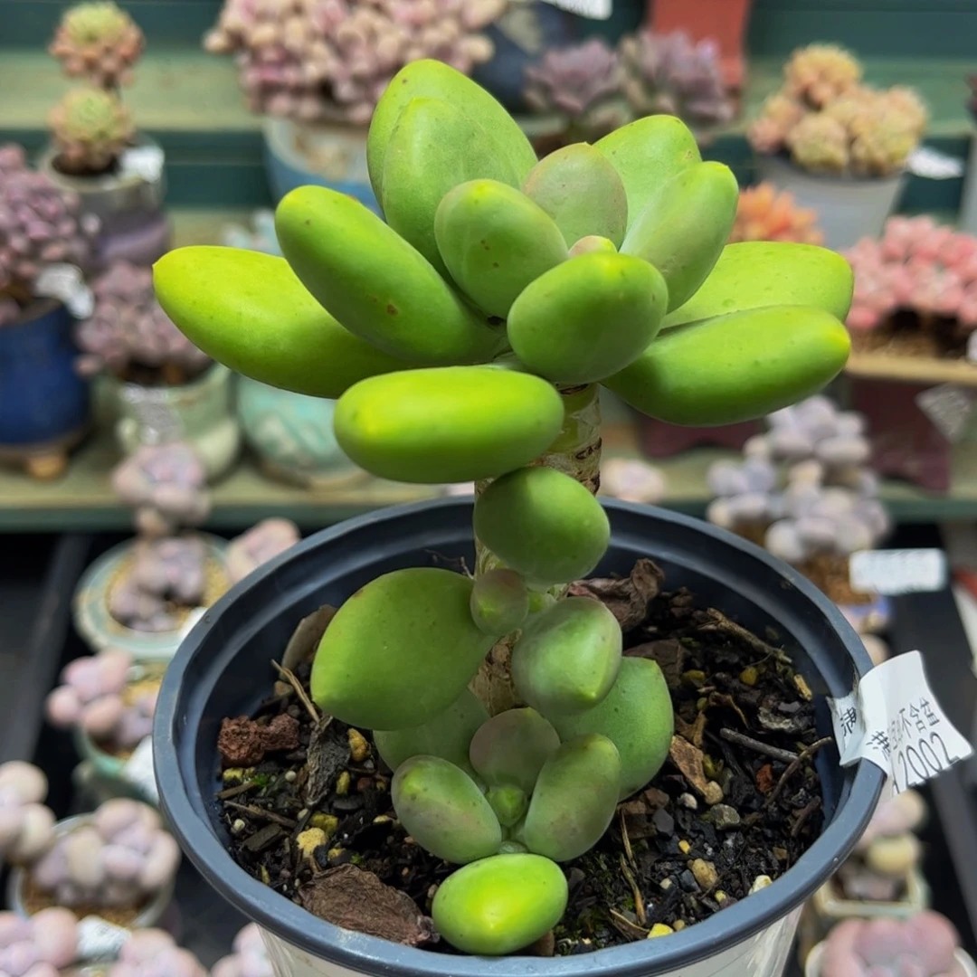 2002芒果奶8cm多肉