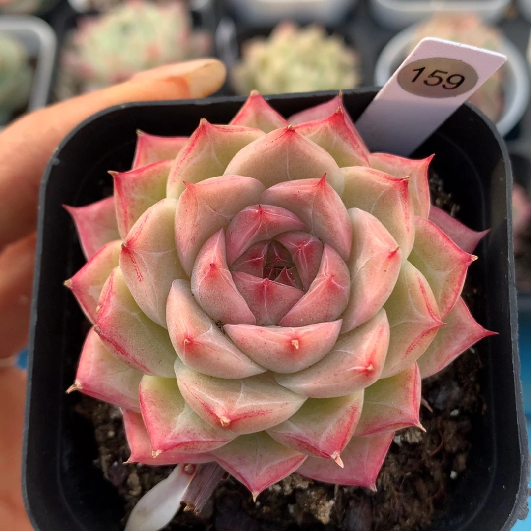 女王58包邮  群生不包整159