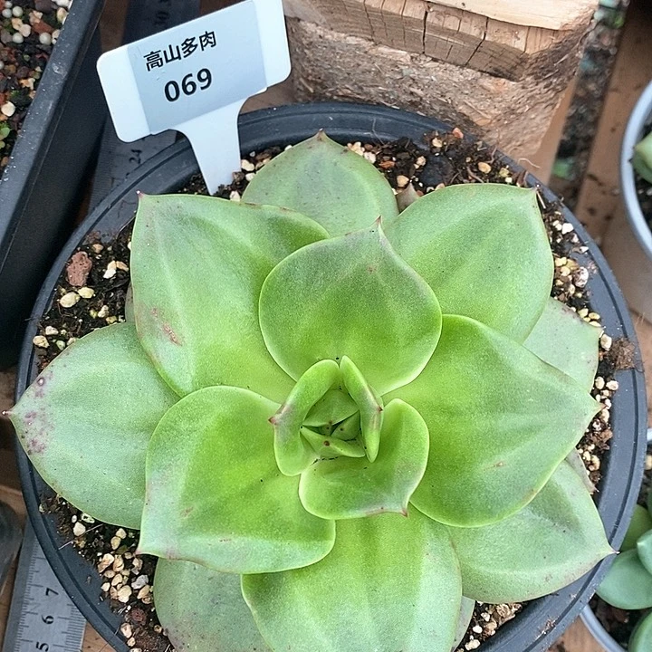 69直播福利狮子王17