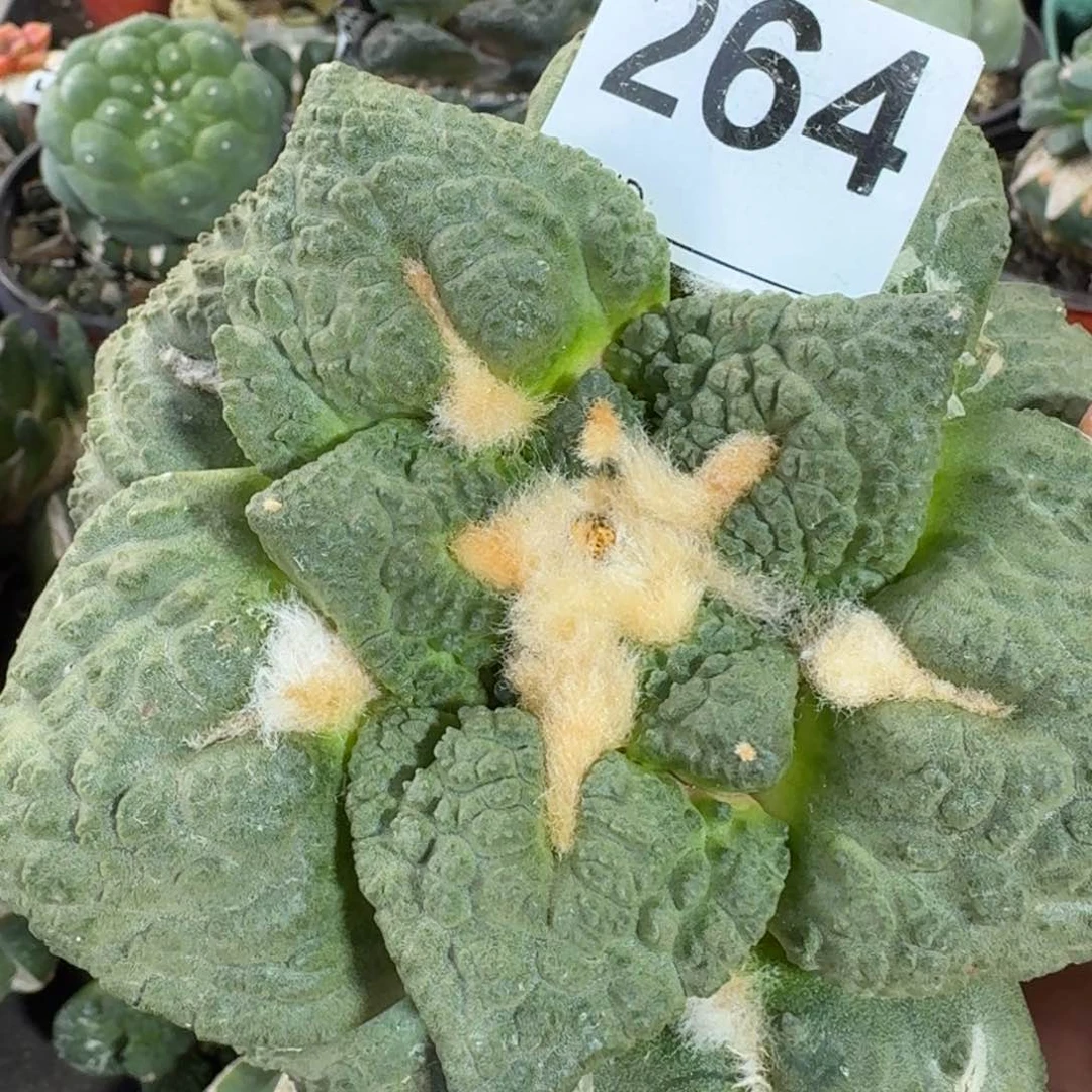 【闪购商品】小*胖超大牡丹264