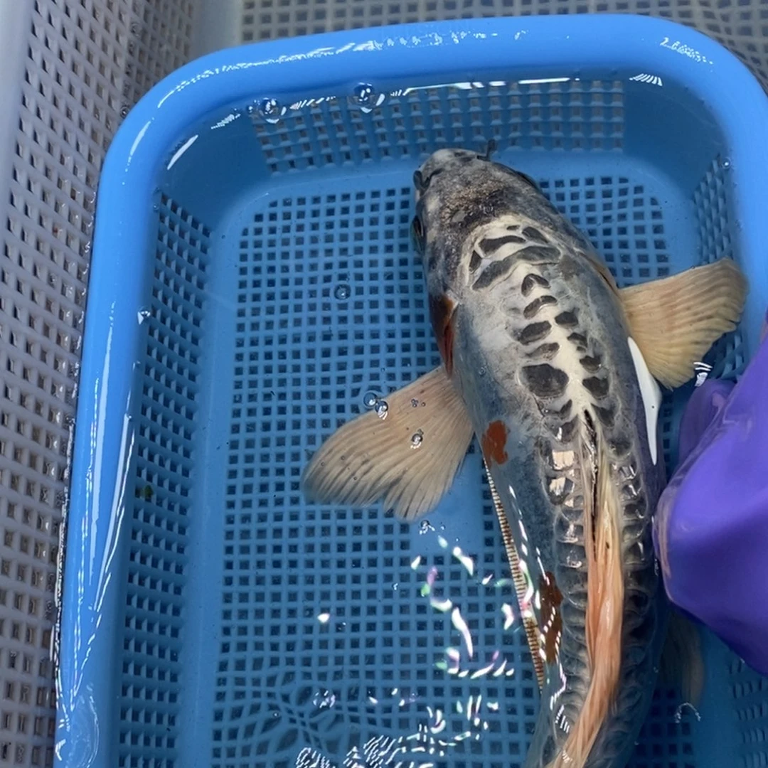 锦鲤冷水锦鲤包邮