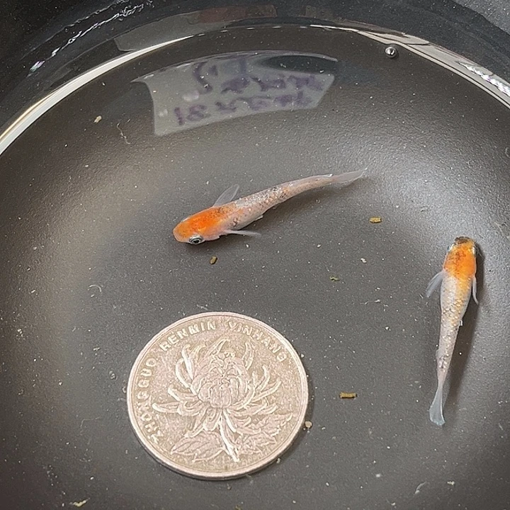 青鳉鱼醒狮丹顶2条30号