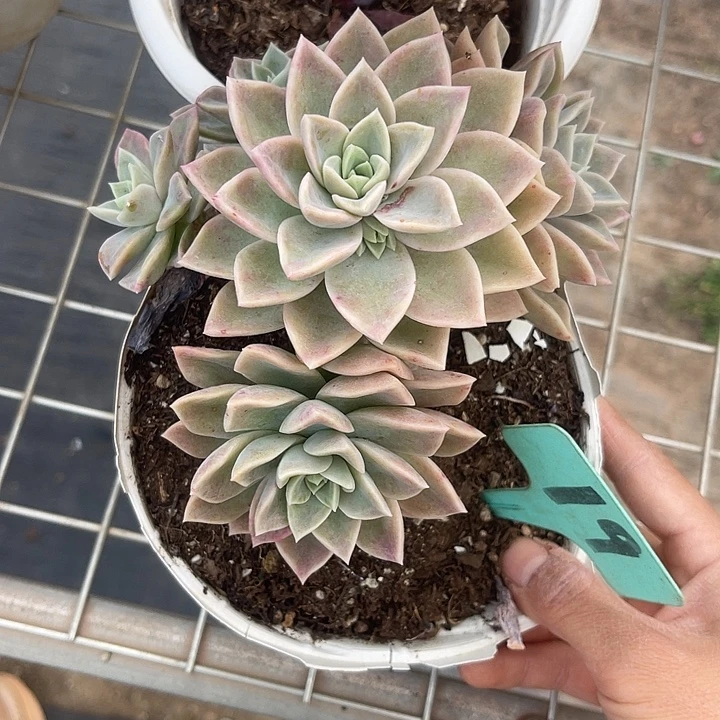 两单包邮，一物一拍19哈利