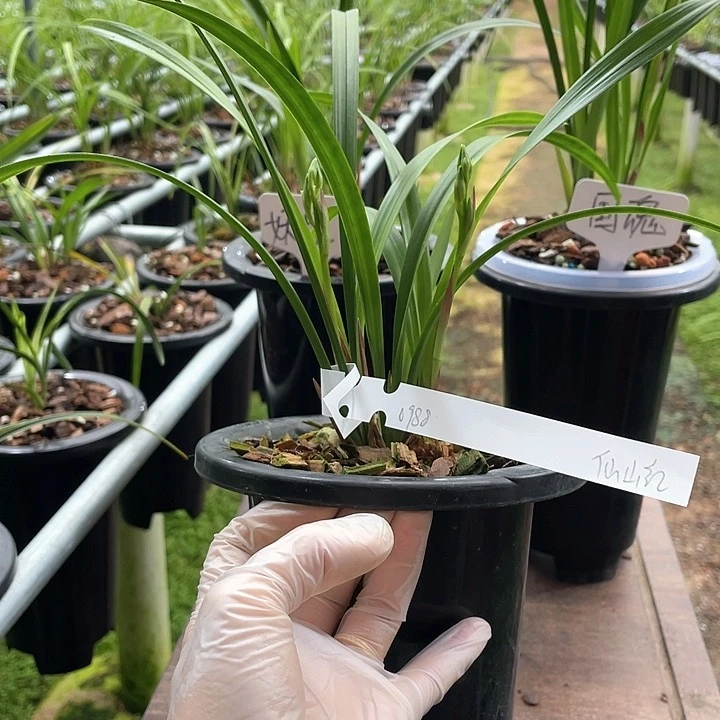 当前无花栽培后可以开花橙*仙山红