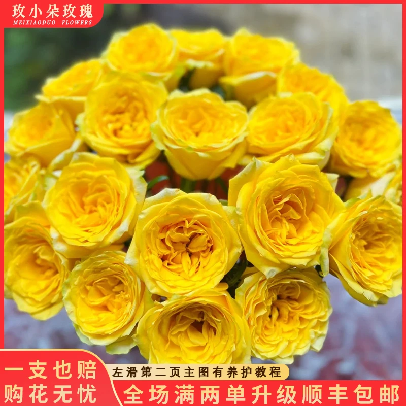 【高原红&月光漫步】花期持久 产地直发 一单韵达两单顺丰