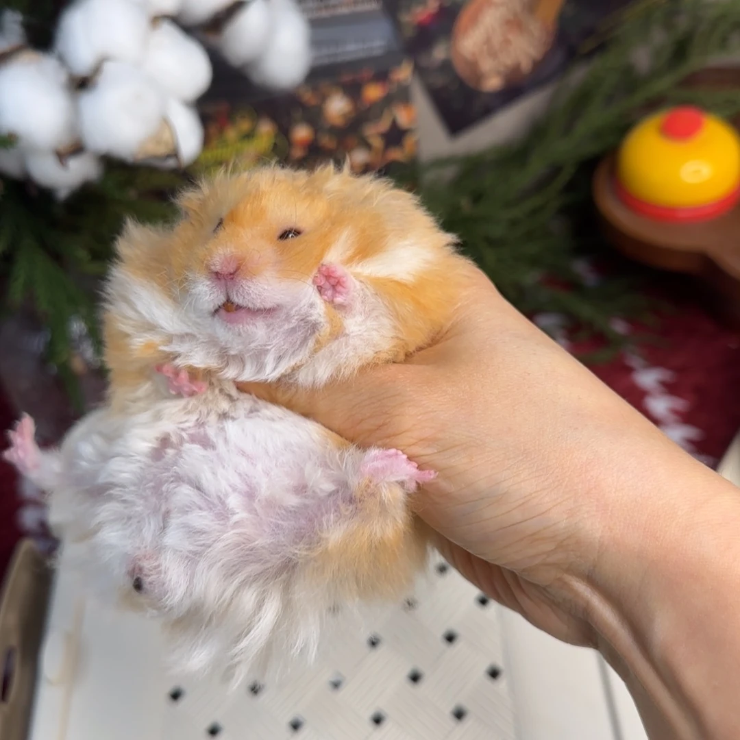 卷毛肉桂弟弟8.26