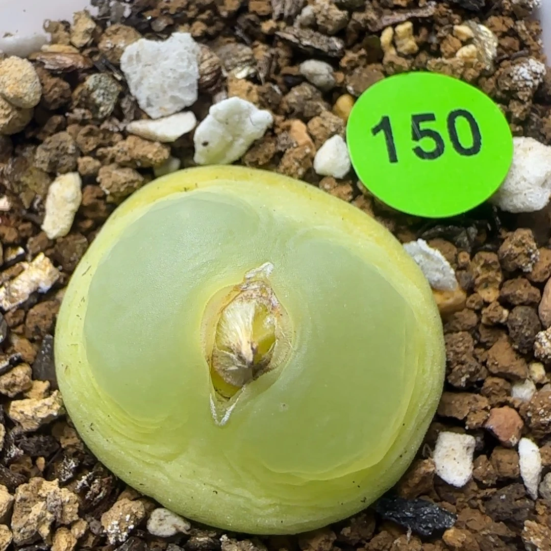 拉登2.3+多肉植物150