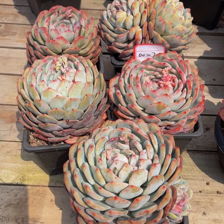 安*大单头橙梦露多肉00-7