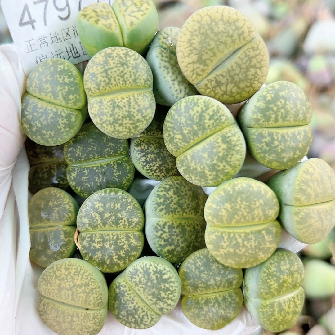 4797 好养易活生石花大母本19个4个品种