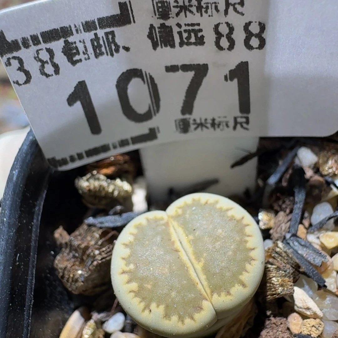 zzz生石花肉锥1071