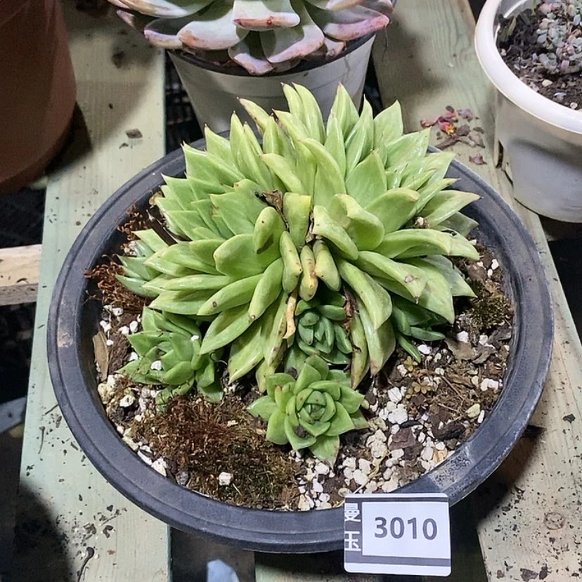 【闪购商品】蔷薇玛利亚3010