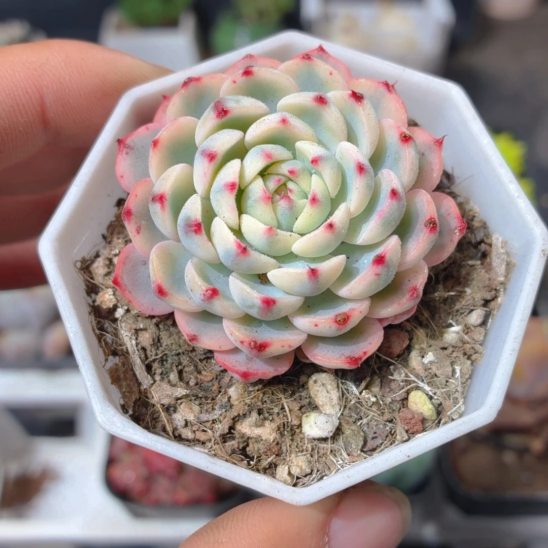 姬莲锦多肉9.9包邮发货